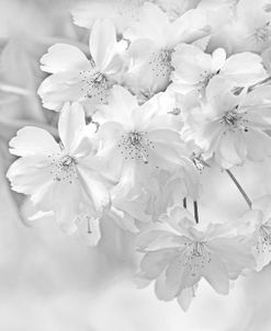 Cherry Blossoms Flowers Gray