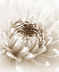 Dahlia Flower  Beige