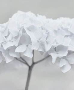 Hydrangea Flowers Gray White