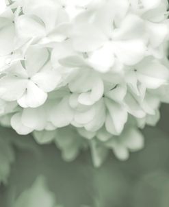 Hydrangea Flowers White Green