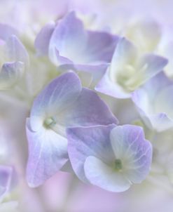 Lavender Hydrangea Flowers Macro