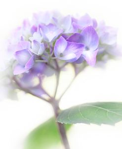 Lavender Hydrangea Flowers