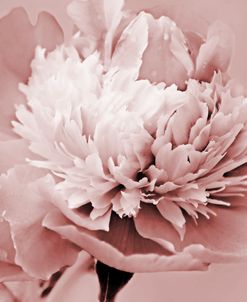 Peony Flower Dusty Rose Color