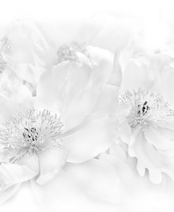Peony Flowers Gray White
