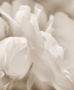 Rose Flowers Beige