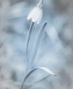Wildflowers Blue Gray 1