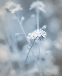 Wildflowers Blue Gray 2