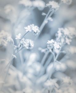Wildflowers Blue Gray 3