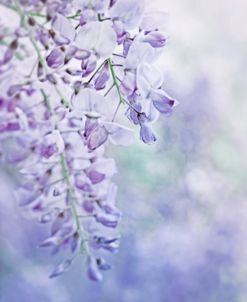 Lavender Purple Wisteria Flowers
