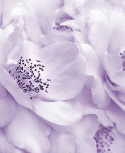 Lavender Rose Flowers