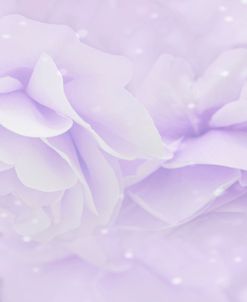 Lavender Roses Fantasy