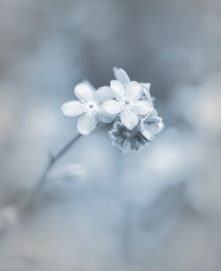 Wildflowers Blue Gray 4