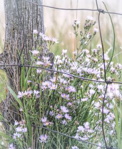 Rustic Wire Fence Wildflowers