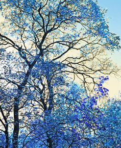 Trees Blue Leaves Abstract