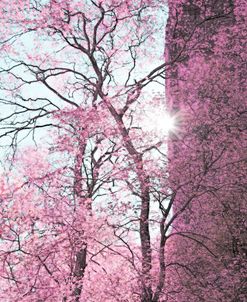 Trees Pink Leaves Abstract