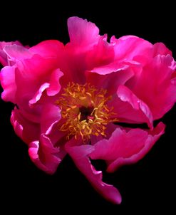 Dark Pink Peony Flower