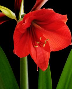 Red Amaryllis Flower 2