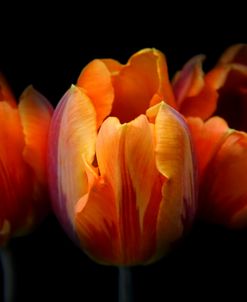 Orange Tulip Flowers