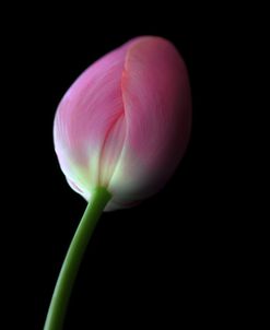 Pink Tulip Spring Flower