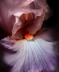 Purple Iris Flower Shadows