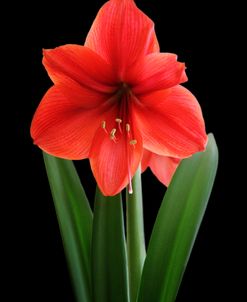 Red Amaryllis Flower 1