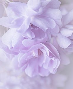 Lavender Pastel Rose Flowers