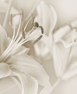 Lily Flower Soft Brown