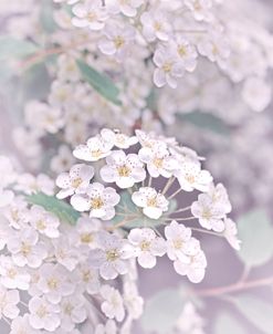 Little Flowers Lavender Pastel
