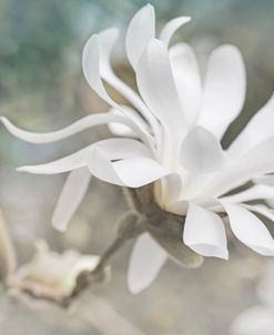 Magnolia White Flower Bloom