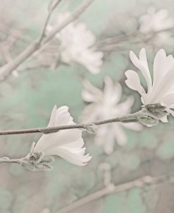 Magnolia White Flower Blossoms