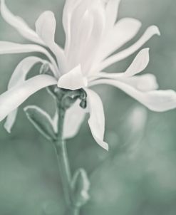 Magnolia White Flower Green