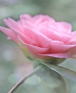 Pink Camellia Flower