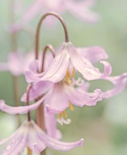 Pink Wildflower Blossoms