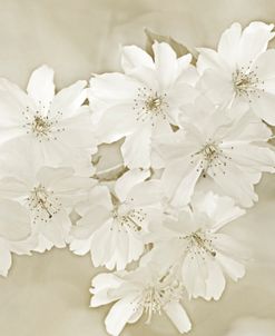 Spring Cherry Blossoms Beige