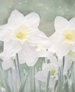 Spring White Daffodil Flowers