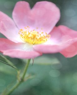 Pink Wildflower Rose