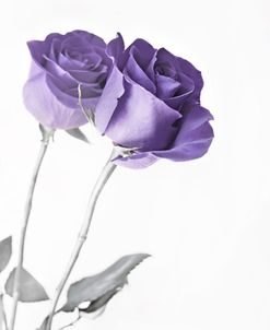 Purple Rose Flowers Gray White