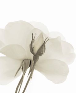 Rosebud Flower Petals Soft Brown