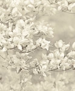 Spring Azalea Flowers Beige
