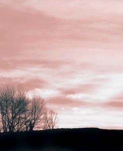 Landscape Trees Silhouette Pink