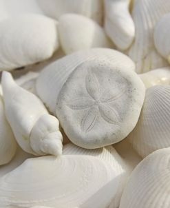 Seashells 3