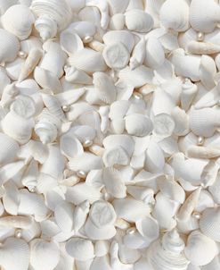 Seashells And Pearls