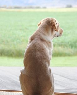 Dog With A View