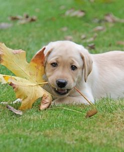 Puppy With Autumn Leaf