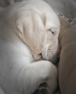Sleeping Puppy