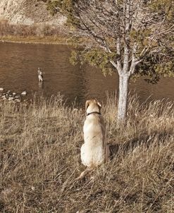 Fly Fisherman and Lab Dog