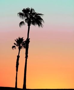 Black Palm Trees Silhouette