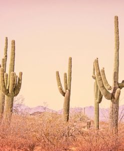 Pink Desert Cactus Landscape