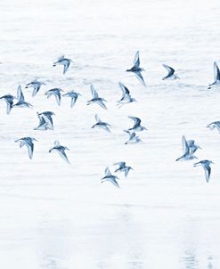 Beach Birds Flight Minimalism Blue