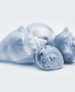 Seashells In Blue